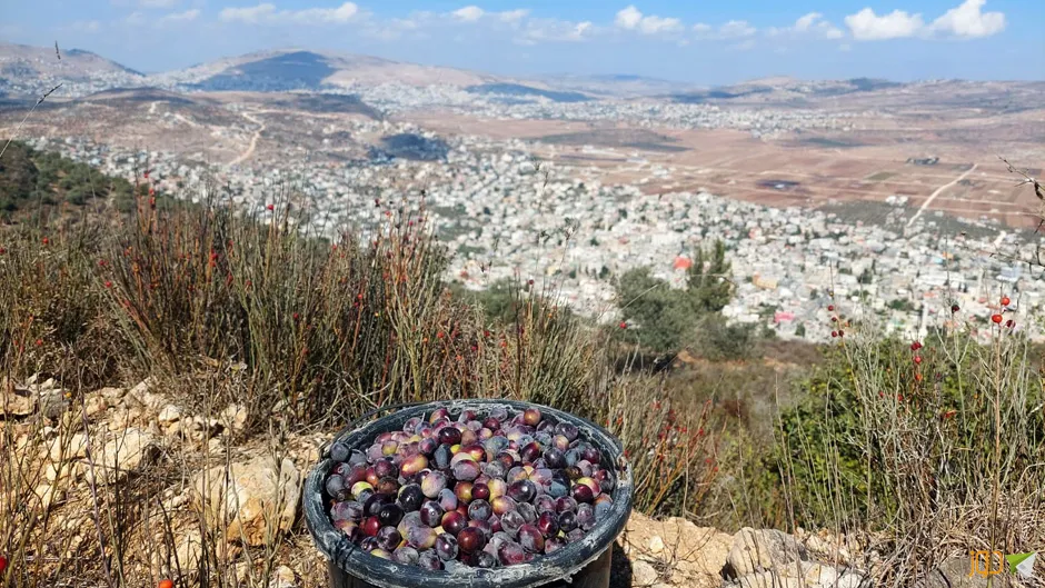 قطف ثمار الزيتون جنوب بيت فوريك