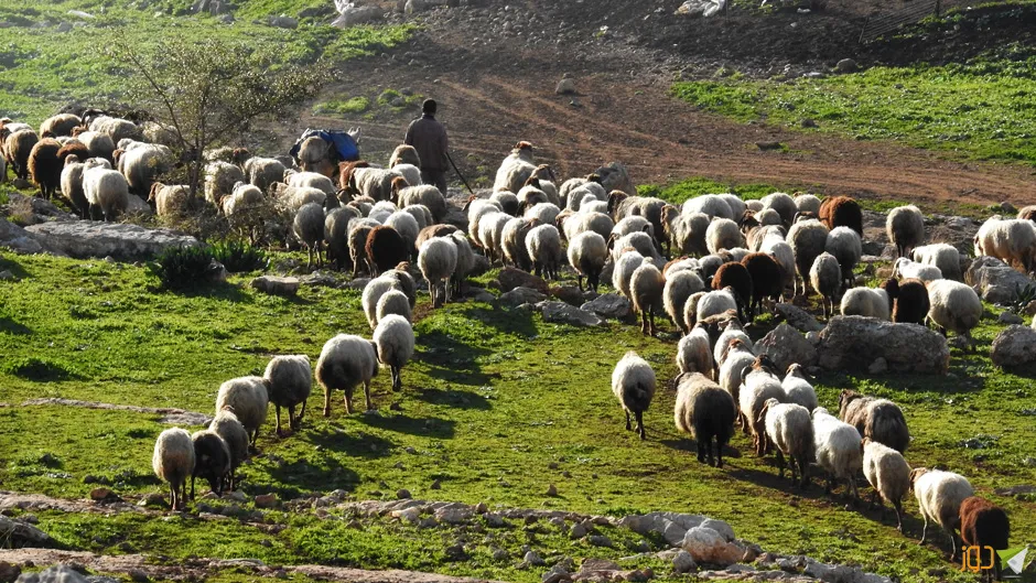 أجواء الربيع في خربة طانا
