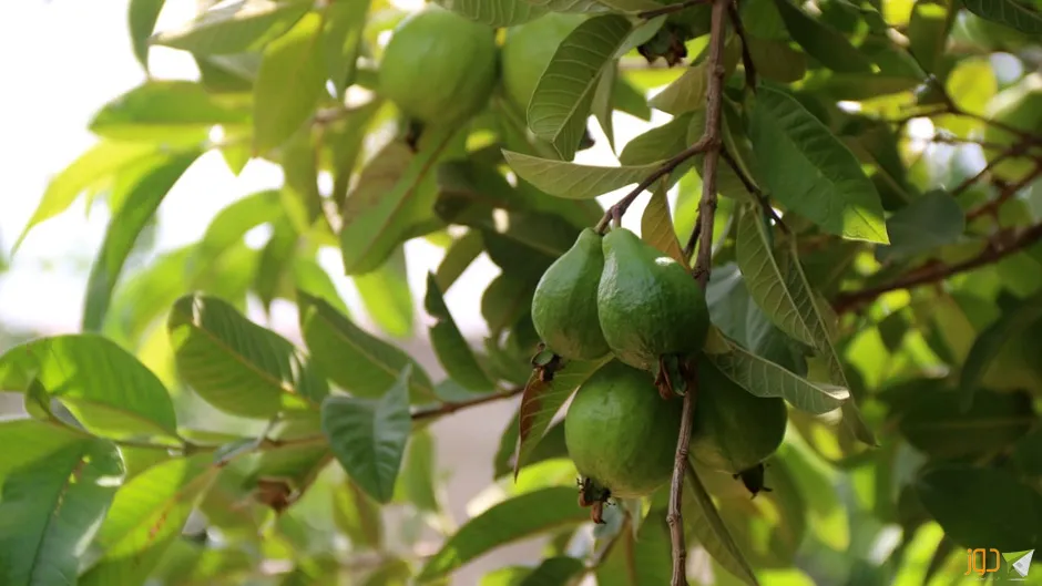 موسم قطف ثمار الجوافة في عزون