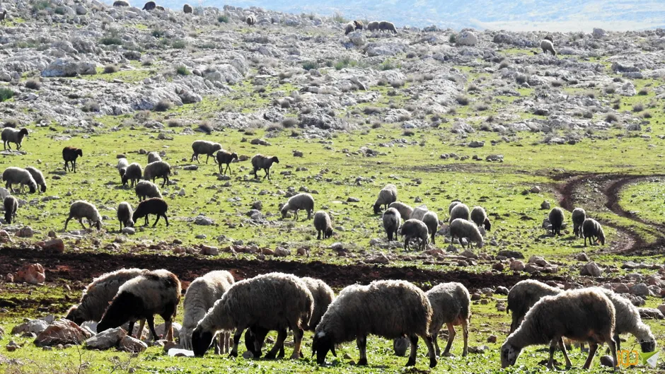 أجواء ربيع 2022 في خربة طانا