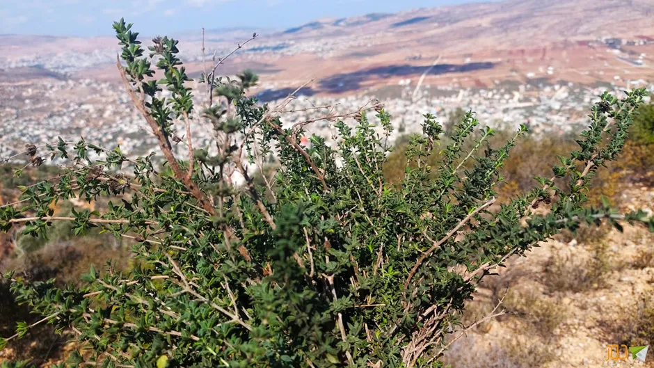 قطف ثمار الزيتون جنوب بيت فوريك
