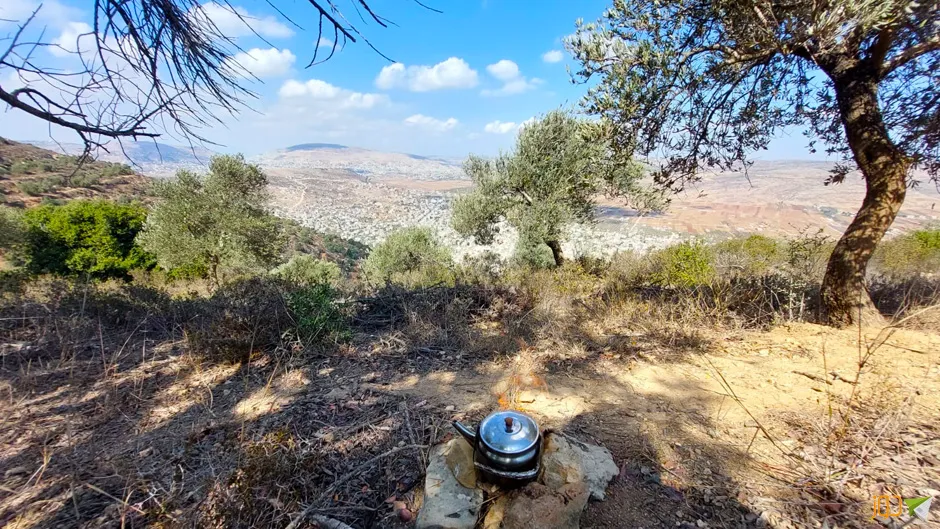 قطف ثمار الزيتون جنوب بيت فوريك