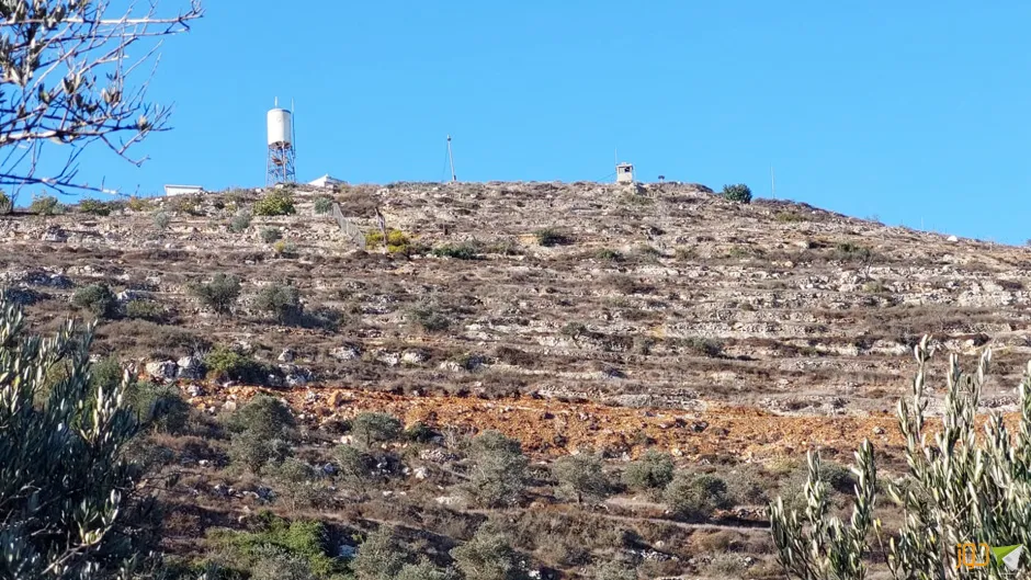 قطف ثمار الزيتون جنوب بيت فوريك