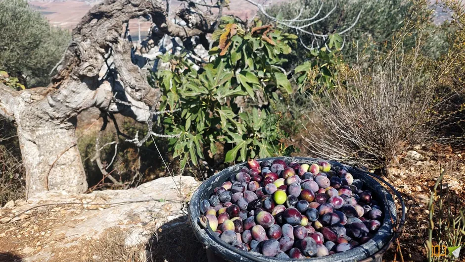 قطف ثمار الزيتون جنوب بيت فوريك